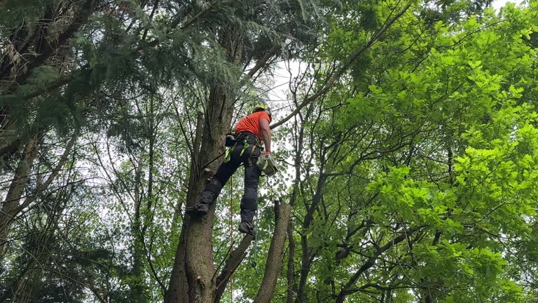 Best Stump Grinding and Removal  in Clarkston, WA